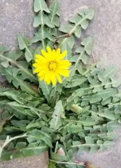 蒲公英花杆怎么处理