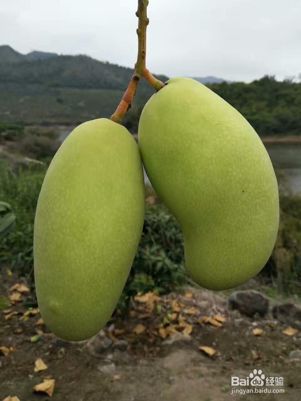 芒果烘干机芒果片烘干机使用技巧