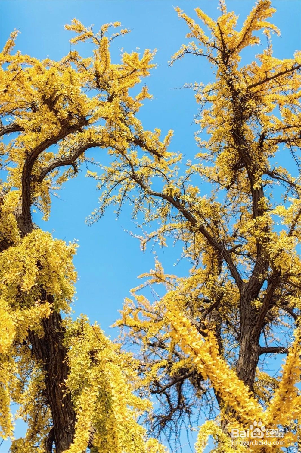 秋色渐浓,在香村遇见金色周庄