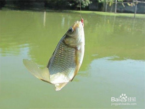 冬季钓鲫鱼的四点技巧
