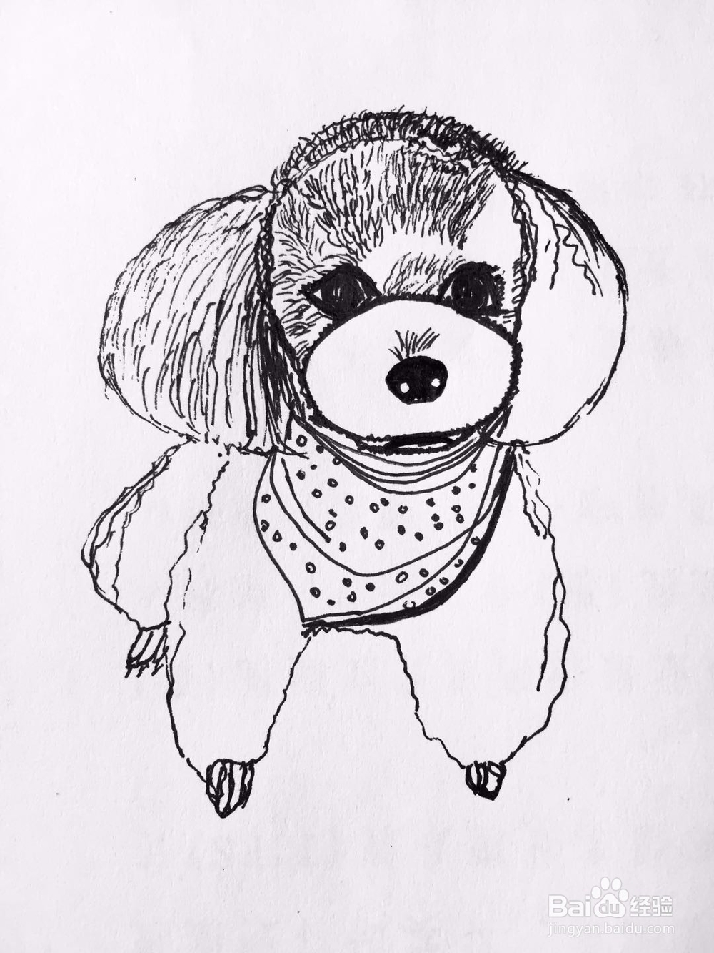 茉莉手绘之萌宠泰迪