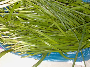 鸡蛋饼的做法—韭菜蛋饼