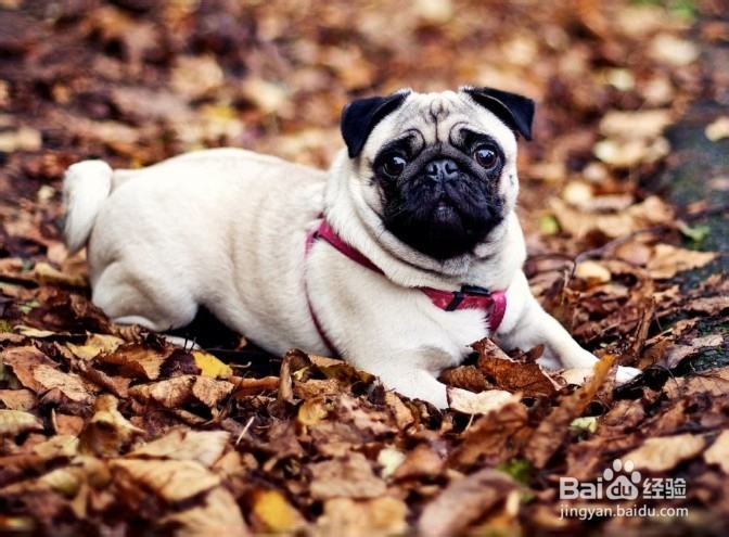 怎么去除沙皮体臭