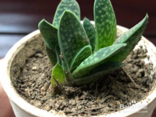 子宝多肉植物如何养殖 百度经验 子宝多肉植物如何养殖 百度经验