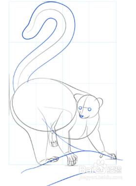 如何画环尾狐猴