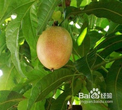 鸡蛋果的营养价值