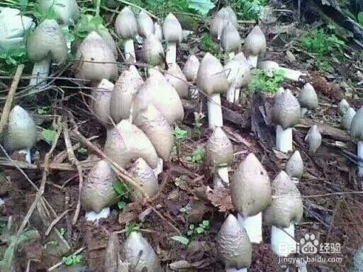 空气能鸡枞菇烘干机黑鸡枞烘干机的烘干效果