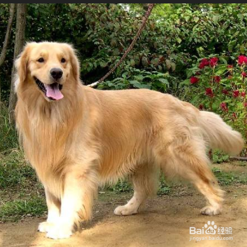 “暖男”金毛犬是怎么养的?