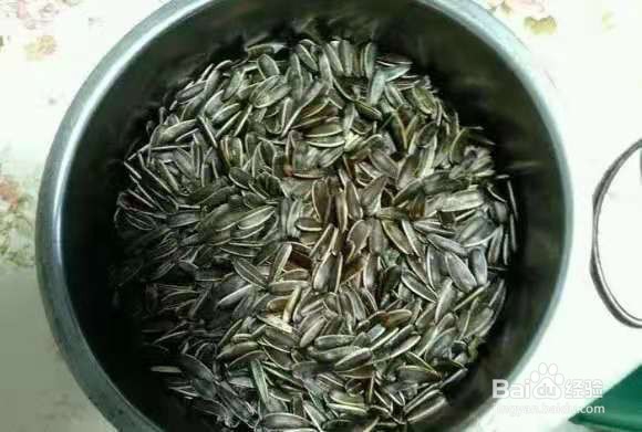 养君子兰，盆边撒点“小东西”，不施肥，开爆盆