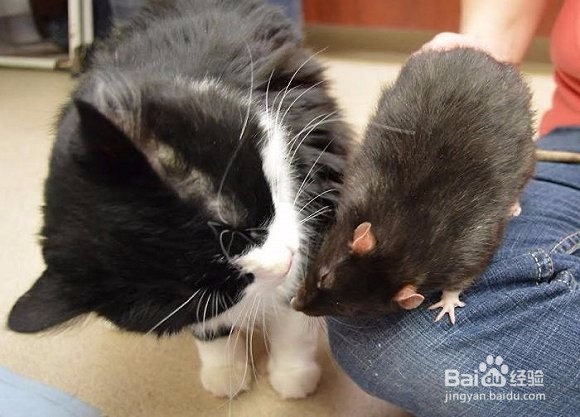 不可思议的友谊，这只老鼠竟然和猫成了好朋友！