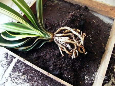 花盆上方总有虫子在飞？盆土这么处理一下，再也不见虫影了！