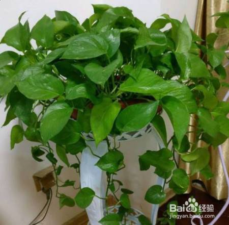 花盆边戳个洞，埋点它，花猛蹿狂长，叶子长成绿瀑布!