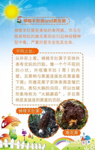 OMG！这些常见的蘑菇，看似“双胞胎”，实为“毒姐妹”！