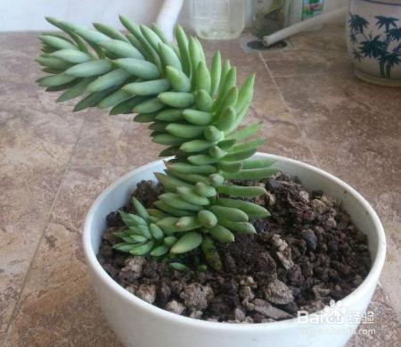 花盆在秋天要这样换,来年保准叶子更绿花儿更艳!