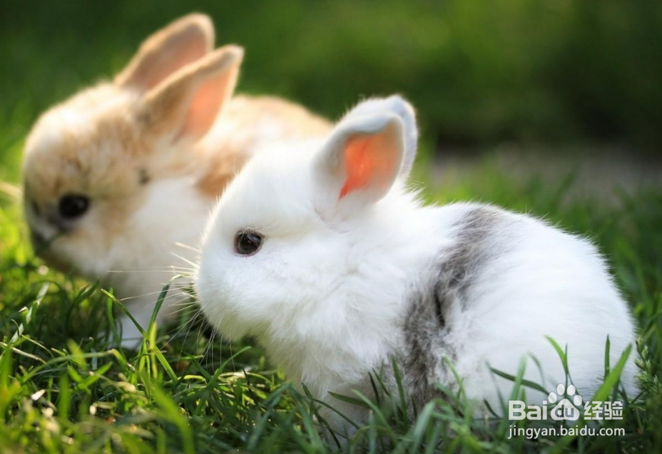 怎么养兔子，可爱的兔兔哟