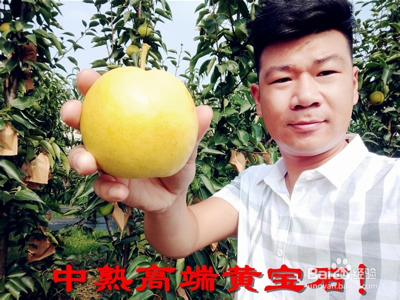 果树苗有哪些最新品种