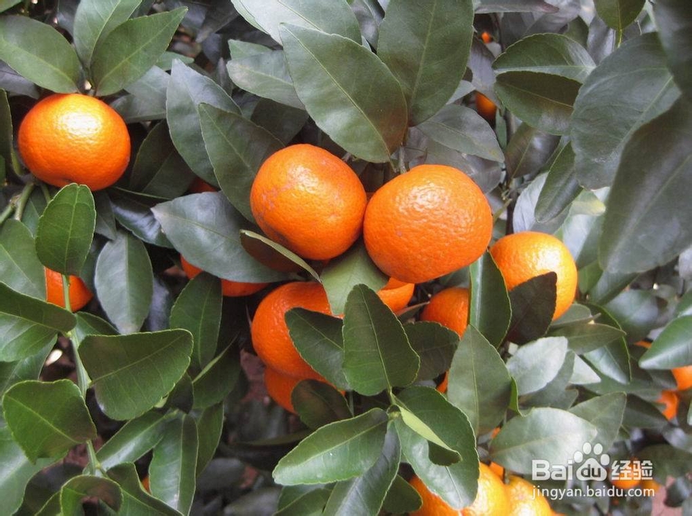 #水果#如何挑选砂糖橘