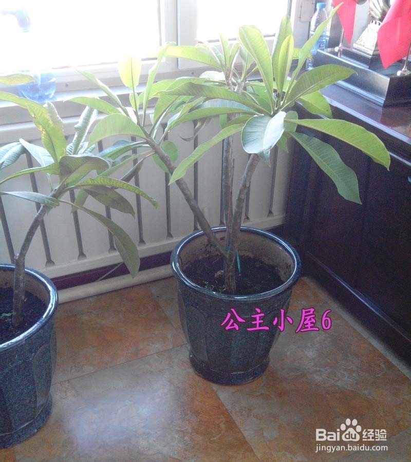 北方如何在室内养殖鸡蛋花