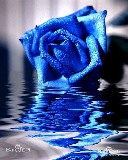 给女票买哪种玫瑰好呢