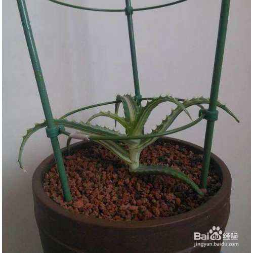 芦荟的叶子干瘪怎么办？