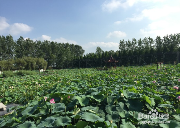 自驾洪泽湖观荷花