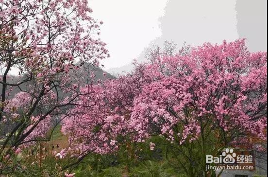 7个最合适早春三月旅行的地方
