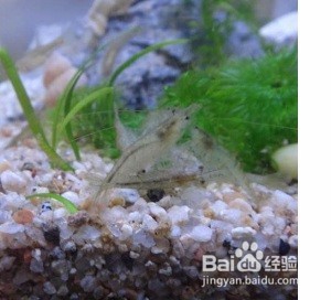 不打氧怎样养金鱼