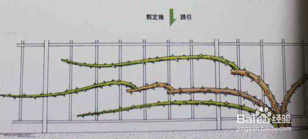藤本月季如何牵引爬藤