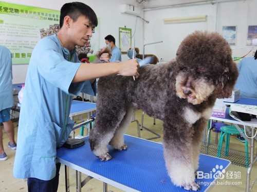 宠物美容师培训课程内容