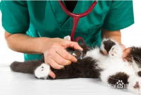 让猫独自待在家里注意事项