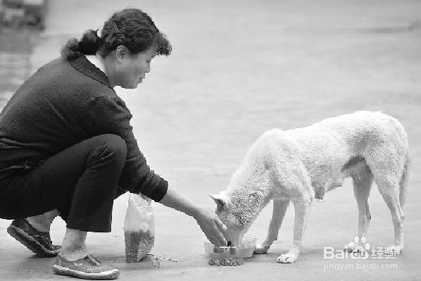 选择狗粮的六件事