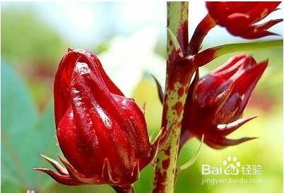 玫瑰茄的功效与作用及食用方法