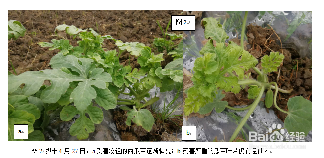 庄稼地里西瓜苗遭药害了怎么办