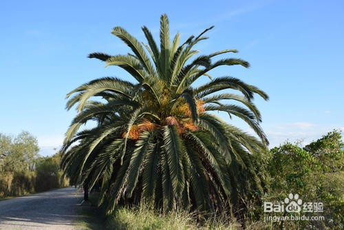 铁树的养殖方法和注意事项