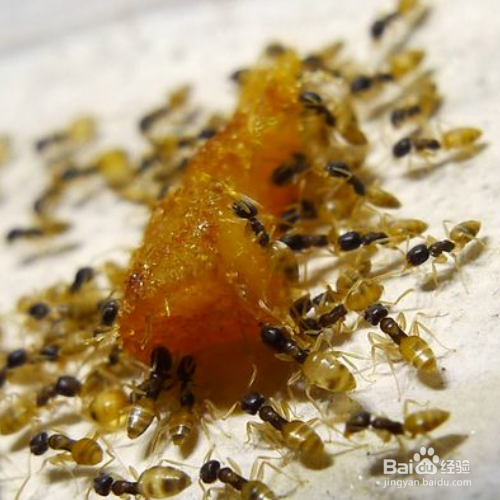 家里有红蚂蚁怎么消灭