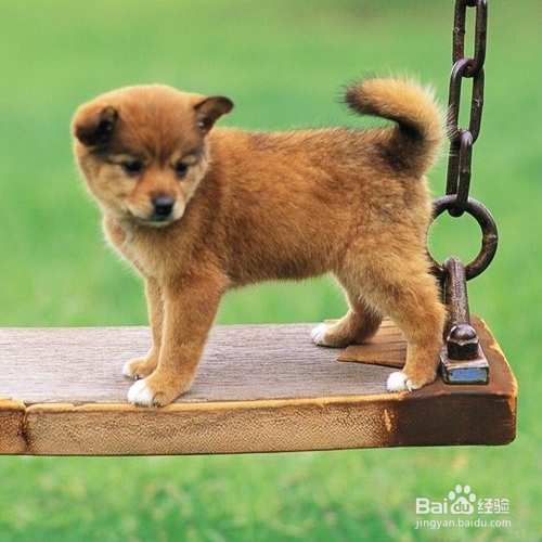 帮狗狗梳毛的正确方法