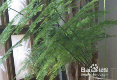 文竹应该怎么养护呢？