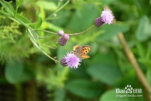 藿香的养殖技巧和注意事项有什么?