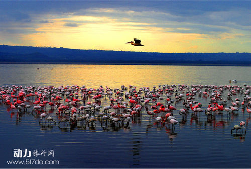 肯尼亚旅游全攻略
