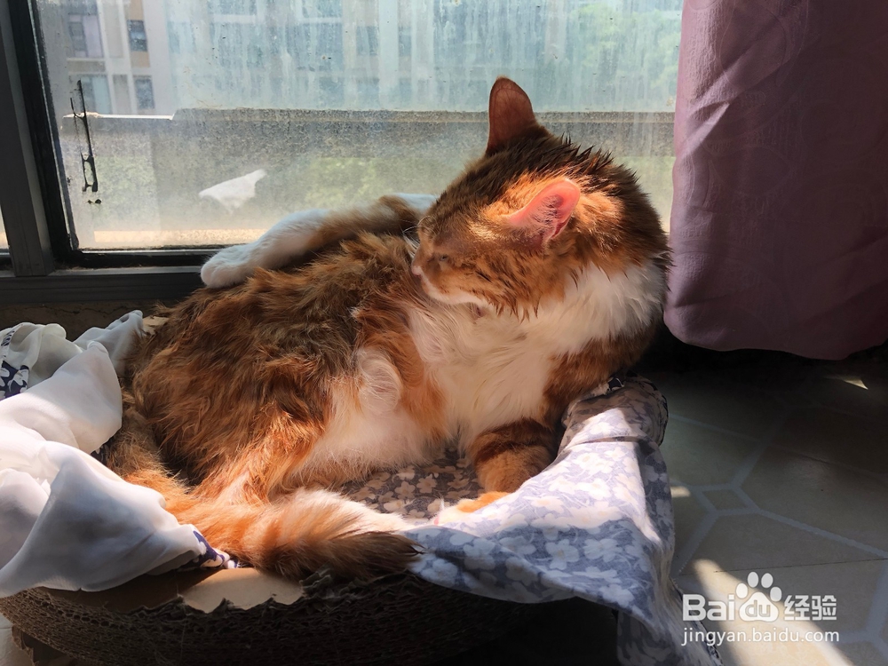 第一次给猫咪洗澡要怎么做？