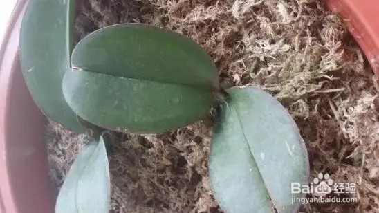 养蝴蝶兰的注意事项