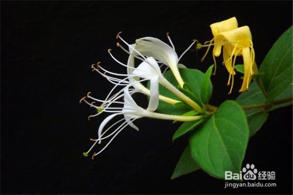 金银花培植方法？