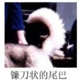 哈士奇的标准是什么