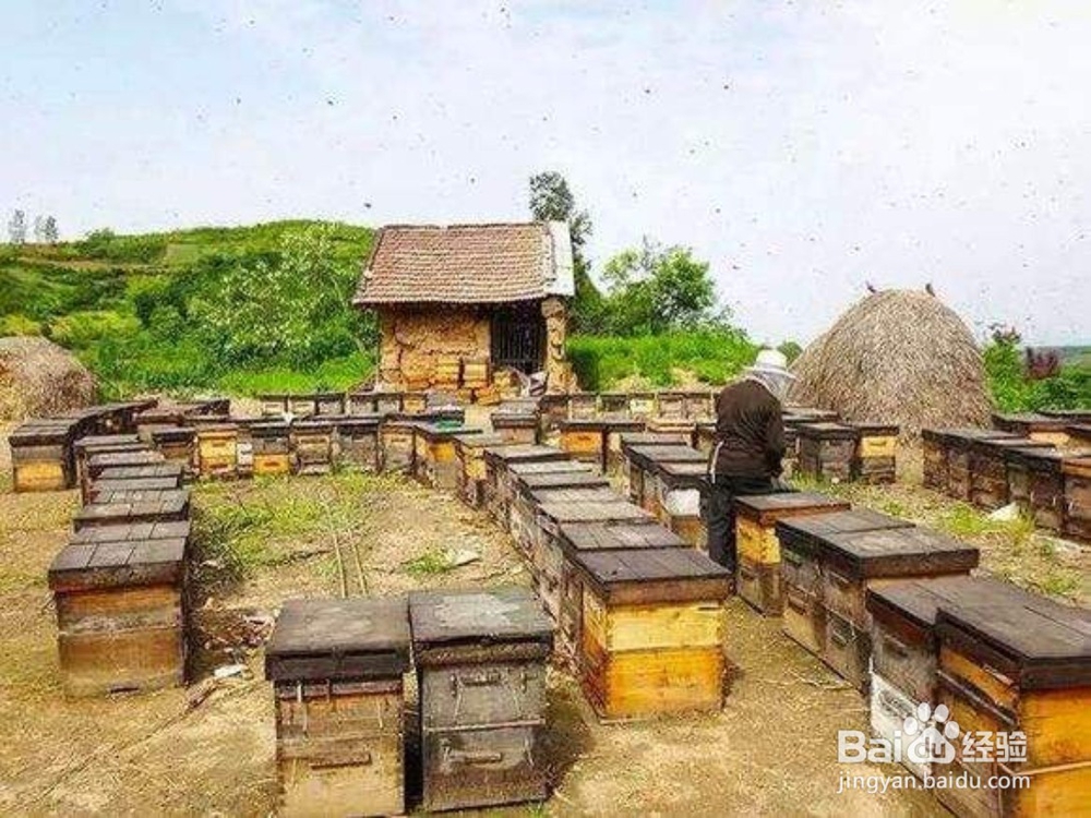如何预防盗蜂