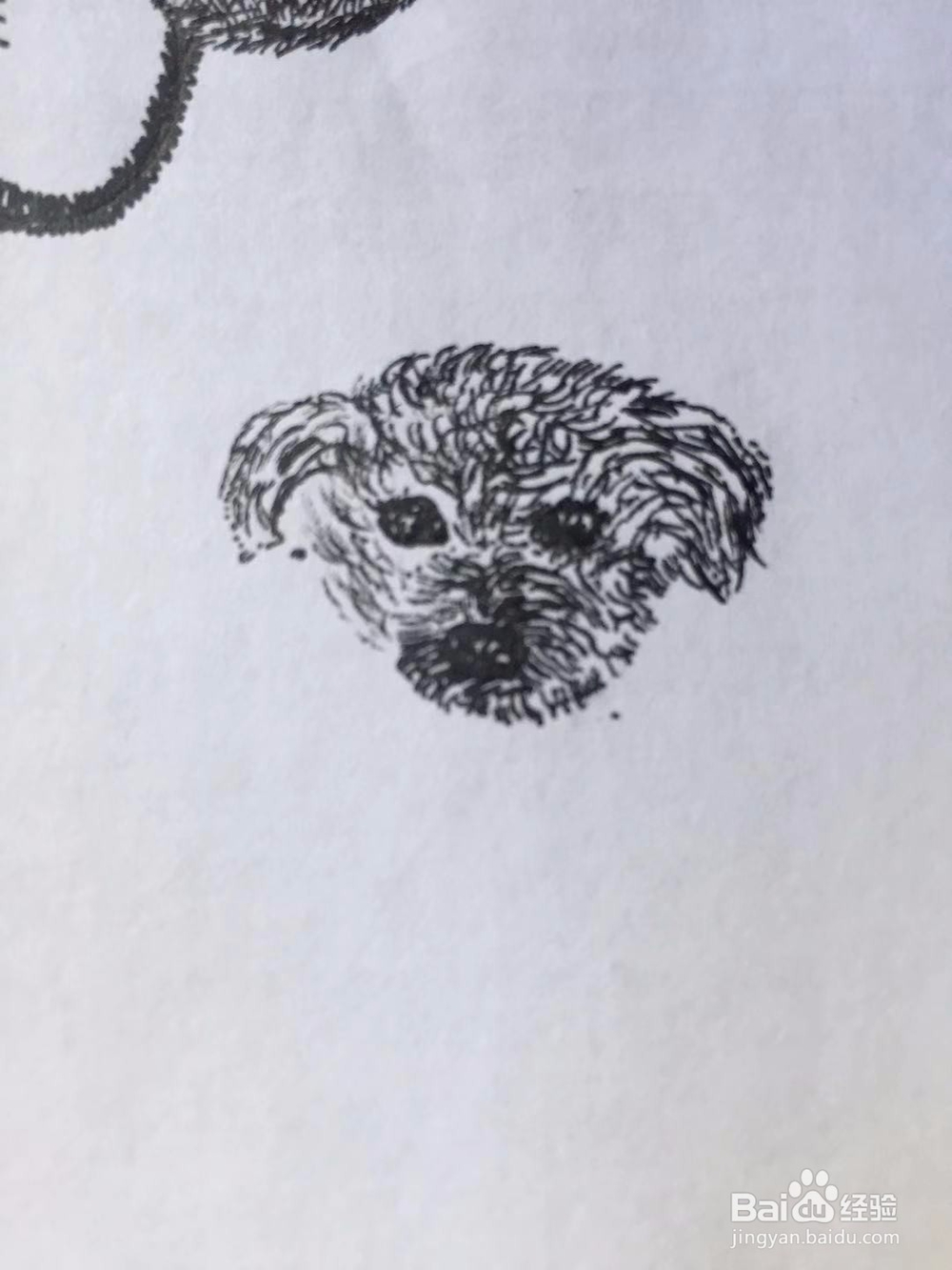 茉莉蜡笔手绘之小泰迪犬