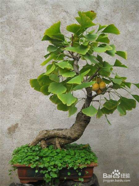 常见的盆景植物材料有哪些？选择的标准详解