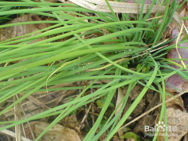 薤白对人有哪些好处？