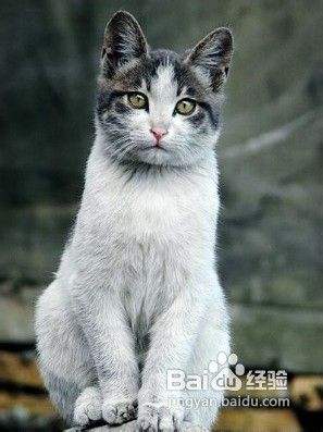 猫便血怎么办 百度经验