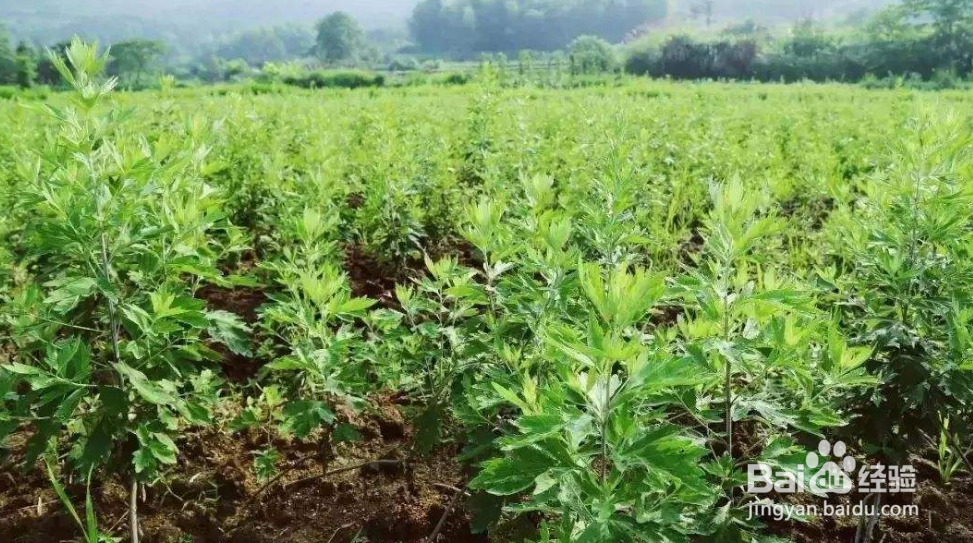 客家人的端午节怎么过？