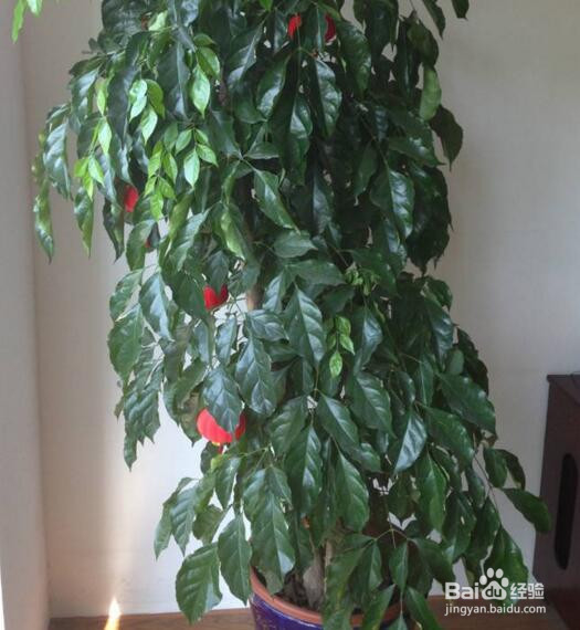 怎样养好幸福树